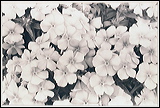 flowers1